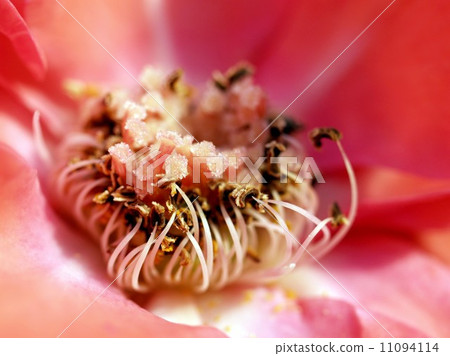 rose flower rose flower 11094114