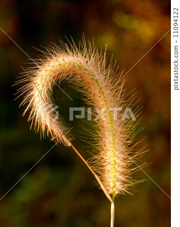 the Selection of Various Colorful Flower in nature the Selection of Various Colorful Flower in nature 11094122