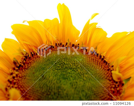 image Sunflower field image Sunflower field 11094126