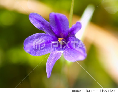 the Selection of Various Colorful Flower in nature 11094128