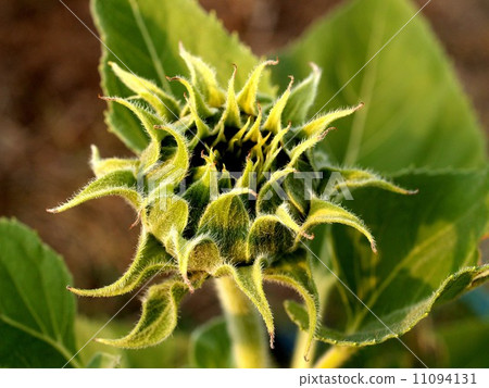image Sunflower field image Sunflower field 11094131