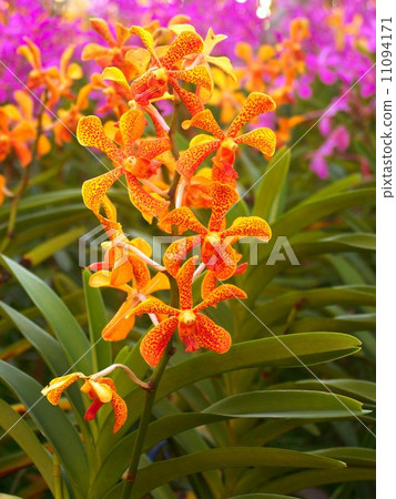 Collection of orchid flower 11094171
