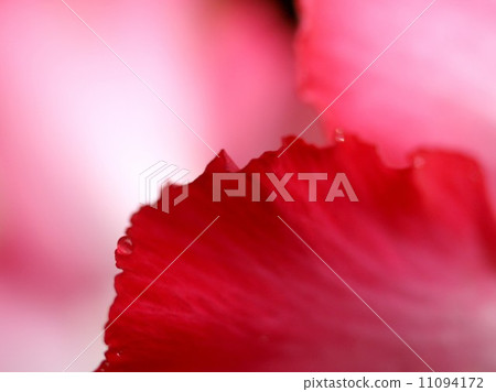 the Selection of Various Colorful Flower in nature 11094172