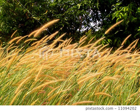 the Selection of Various Colorful Flower in nature 11094202