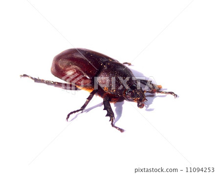 bug insects in nature 11094253