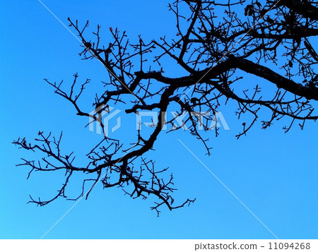Dead Tree nature background Dead Tree nature background 11094268