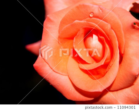 rose flower rose flower 11094301