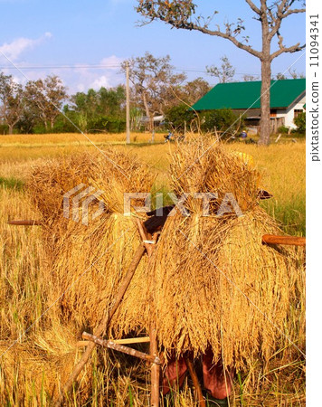 Rice background Rices field Farm Rice background Rices field Farm 11094341