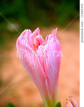 the Selection of Various Colorful Flower in nature the Selection of Various Colorful Flower in nature 11094343