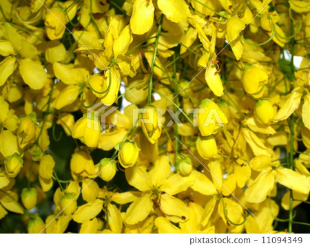 the Selection of Various Colorful Flower in nature 11094349