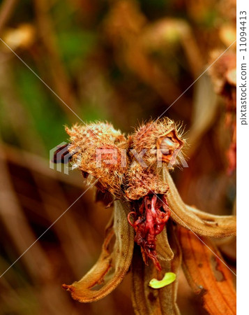 the Selection of Various Colorful Flower in nature 11094413