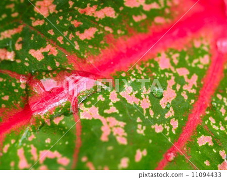 Water and Water Drop on Leaf 11094433