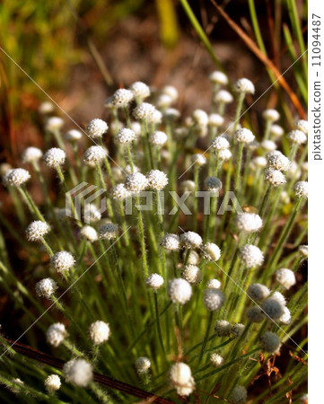 the Selection of Various Colorful Flower in nature the Selection of Various Colorful Flower in nature 11094487