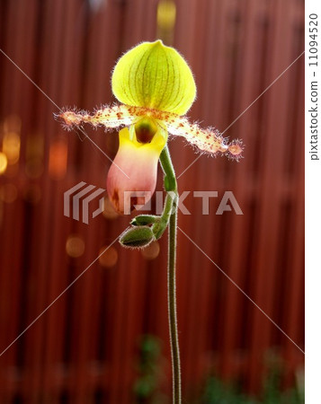 Collection of orchid flower 11094520