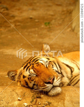 animal in zoo animal in zoo 11094521