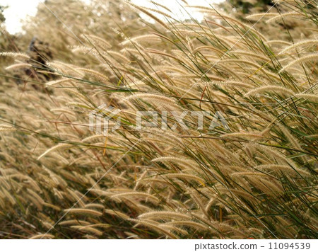 the Selection of Various Colorful Flower in nature 11094539