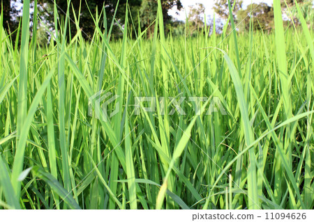 Green rice field Green rice field 11094626