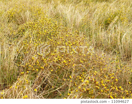 the Selection of Various Colorful Flower in nature the Selection of Various Colorful Flower in nature 11094627