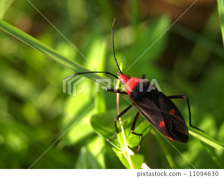 bug insects in nature bug insects in nature 11094630