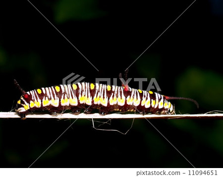 bug insects in nature bug insects in nature 11094651