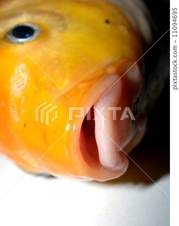 Freshwater fish for food Freshwater fish for food 11094695