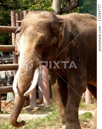animal in zoo animal in zoo 11094777