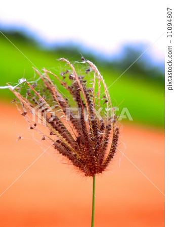 the Selection of Various Colorful Flower in nature the Selection of Various Colorful Flower in nature 11094807