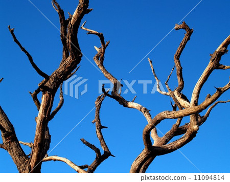 Dead Tree nature background Dead Tree nature background 11094814