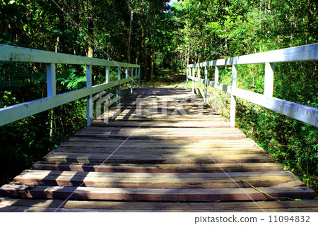 suspension bridge over river in rainforest suspension bridge over river in rainforest 11094832