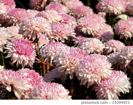 the Selection of Various Colorful Flower in nature 11094851