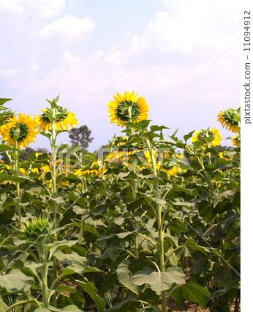 image Sunflower field 11094912