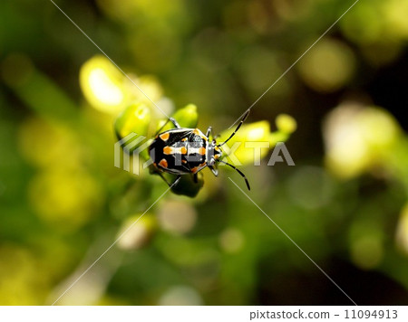 bug insects in nature 11094913