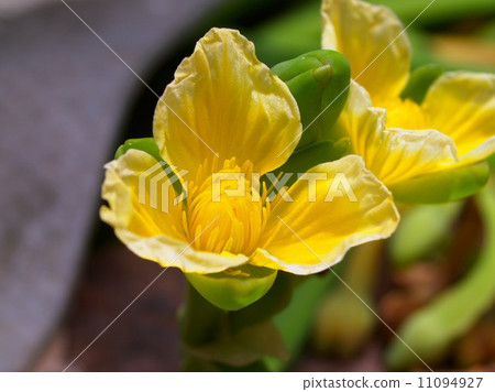 the Selection of Various Colorful Flower in nature 11094927