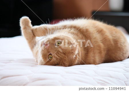 A cat that has been turned over 11094941
