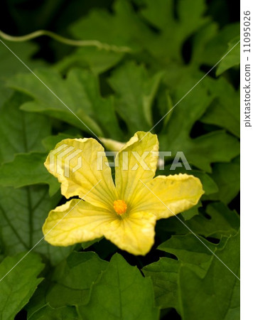 the Selection of Various Colorful Flower in nature the Selection of Various Colorful Flower in nature 11095026