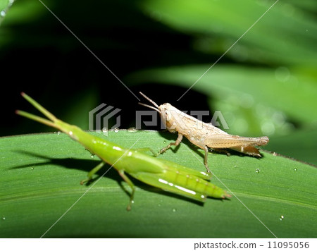 bug insects in nature bug insects in nature 11095056