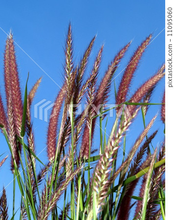 the Selection of Various Colorful Flower in nature the Selection of Various Colorful Flower in nature 11095060