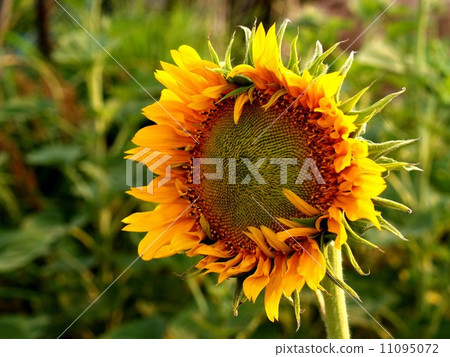 image Sunflower field image Sunflower field 11095072