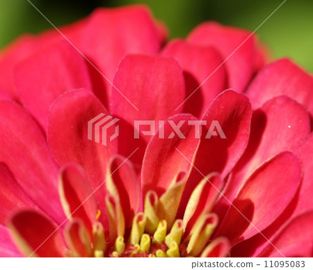 the Selection of Various Colorful Flower in nature the Selection of Various Colorful Flower in nature 11095083