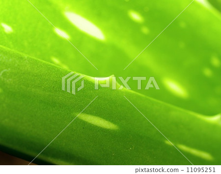 Cactus Desert plant leaves 11095251