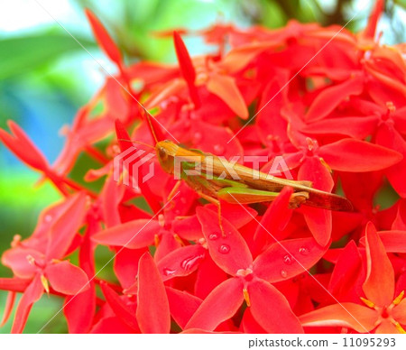 bug insects in nature bug insects in nature 11095293