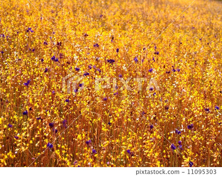 the Selection of Various Colorful Flower in nature the Selection of Various Colorful Flower in nature 11095303
