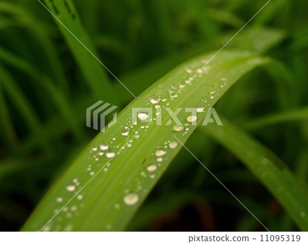 Water and Water Drop on Leaf Water and Water Drop on Leaf 11095319