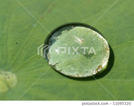 Water and Water Drop on Leaf Water and Water Drop on Leaf 11095320
