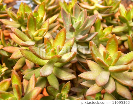 Cactus Desert plant leaves Cactus Desert plant leaves 11095363