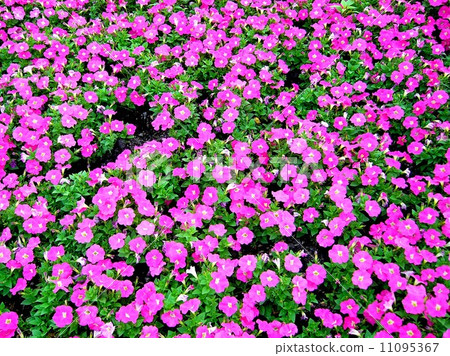 the Selection of Various Colorful Flower in nature the Selection of Various Colorful Flower in nature 11095367