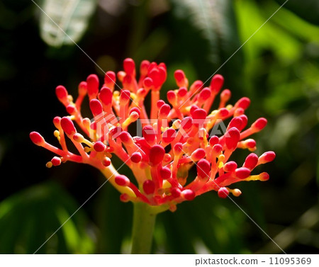 the Selection of Various Colorful Flower in nature the Selection of Various Colorful Flower in nature 11095369