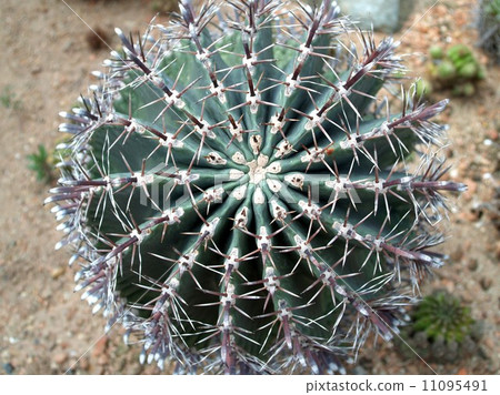 Cactus Desert plant leaves 11095491