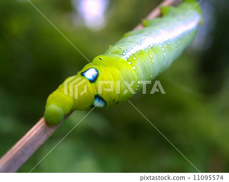 bug insects in nature bug insects in nature 11095574