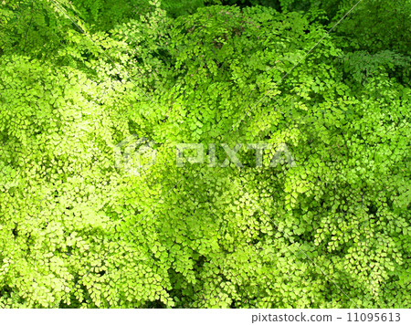 green leaves of fern plant green leaves of fern plant 11095613